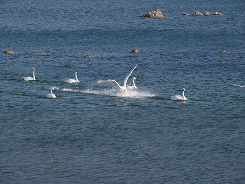 威海榮城煙墩角天鵝
