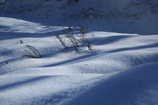 雪地