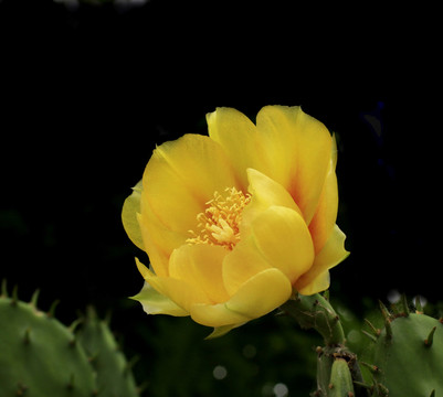 仙人掌花