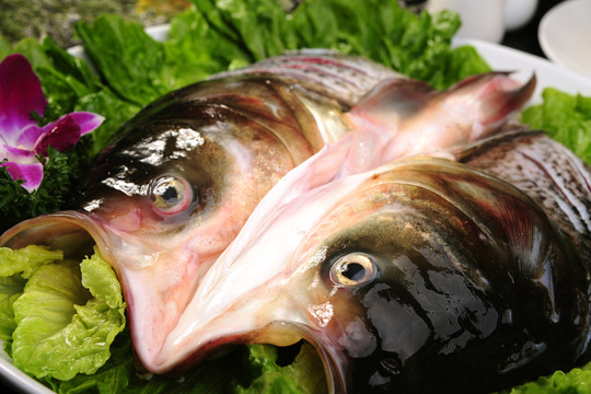 野生大魚(yú)頭