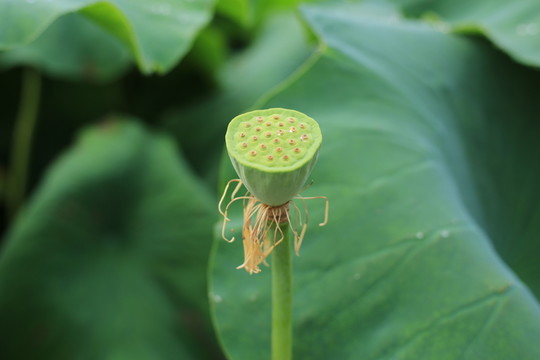 蓮藕