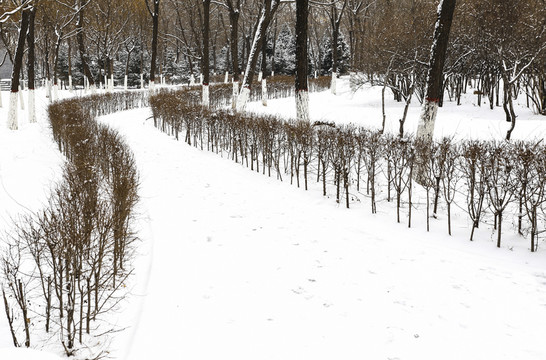 銀川海寶公園雪景