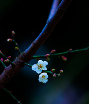 梅花 寒梅