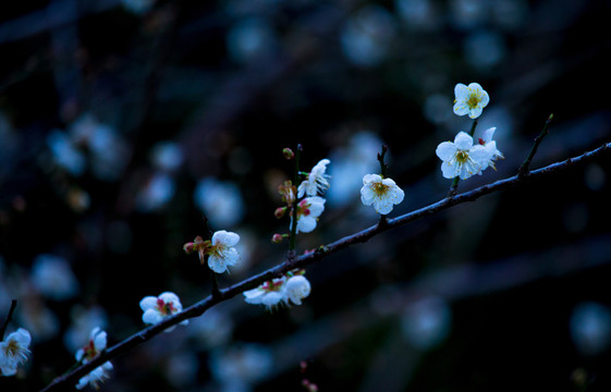 梅花 綻放