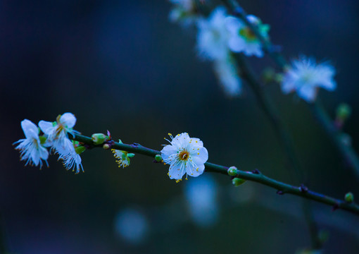 梅花 綻放