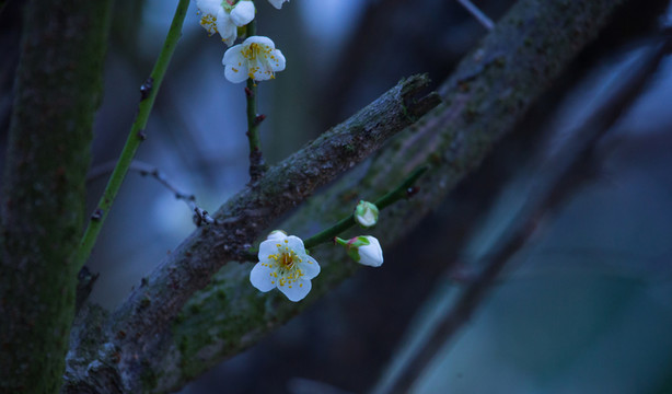 梅花 古梅