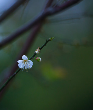 梅花 古梅