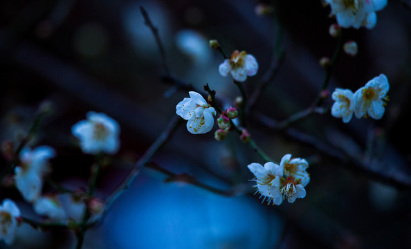 梅花 古梅