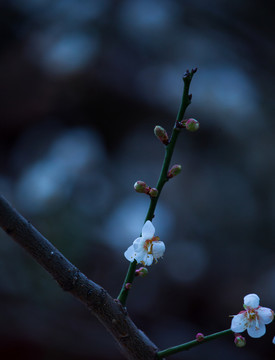 梅花 古梅 梅 寒梅