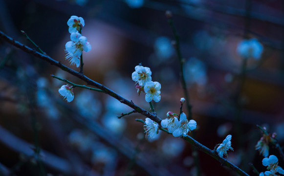 梅花 古梅 梅 寒梅