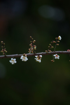 梅花 寒梅
