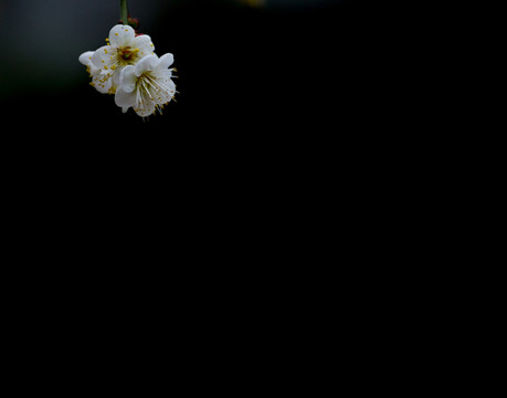 梅花 寒梅