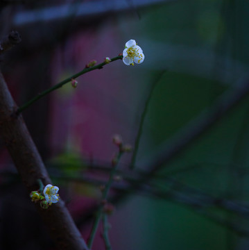 梅花 寒梅