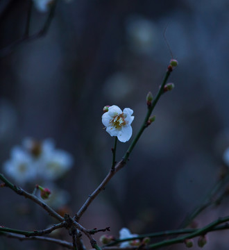 梅花 寒梅