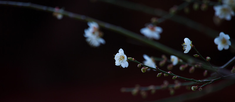 梅花 寒梅