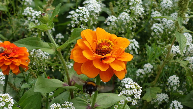 百日菊