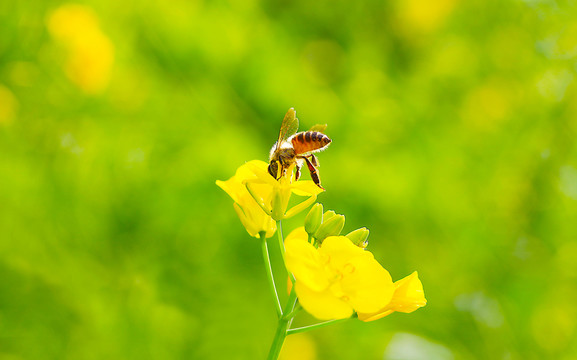 油菜花 蜜蜂采蜜特寫