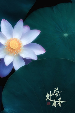 荷花