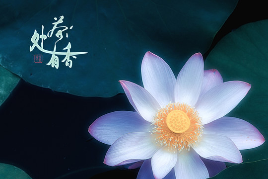 荷花