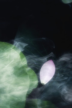 荷花瓣