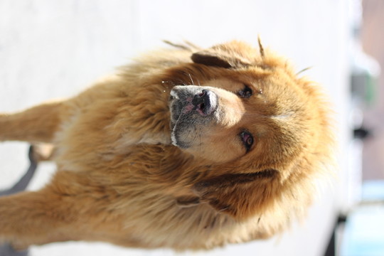 狗