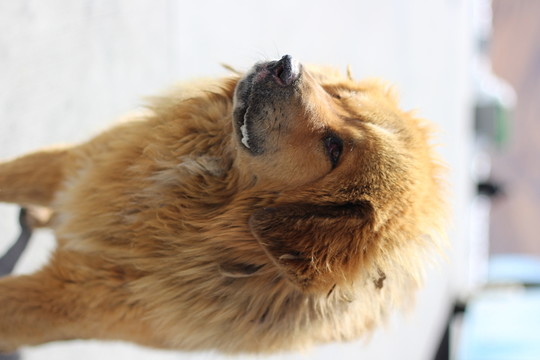 狗