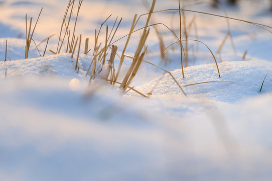 雪地里的小草
