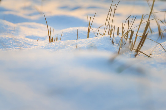 雪地里的小草