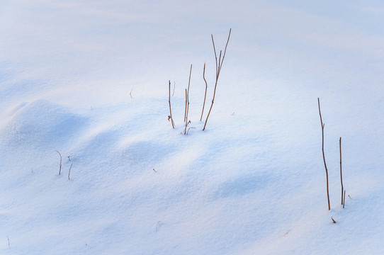 雪地里的小草