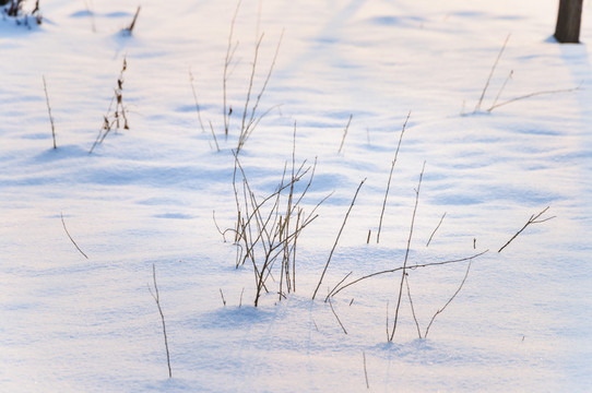 雪地里的小樹
