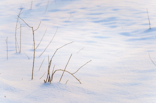 雪地里的小樹