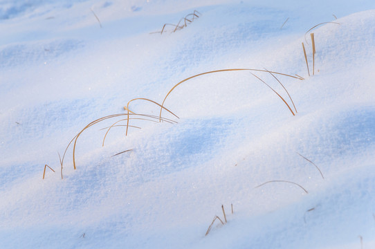 雪地里的小草