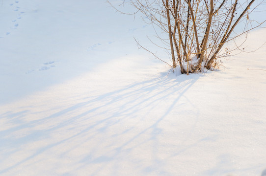 雪地里的小樹(shù)