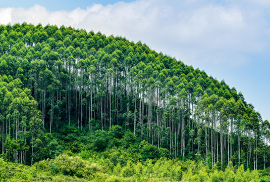 綠色桉樹林
