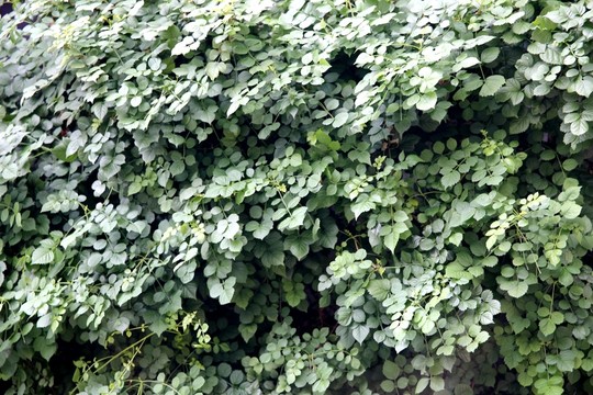 綠植墻 背景墻 高清