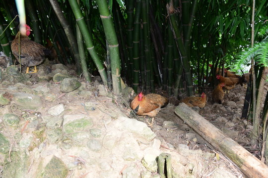 山雞散養(yǎng)