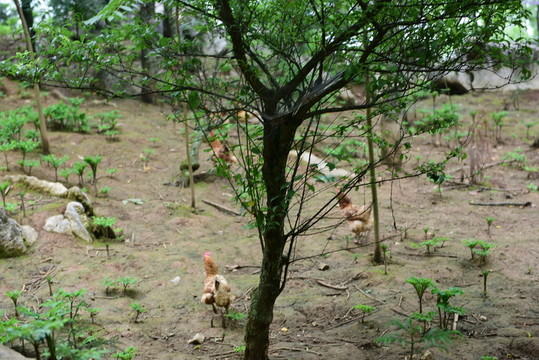 山雞散養(yǎng)