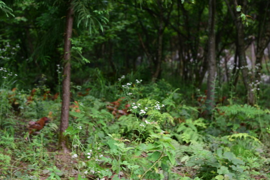 山雞散養(yǎng)