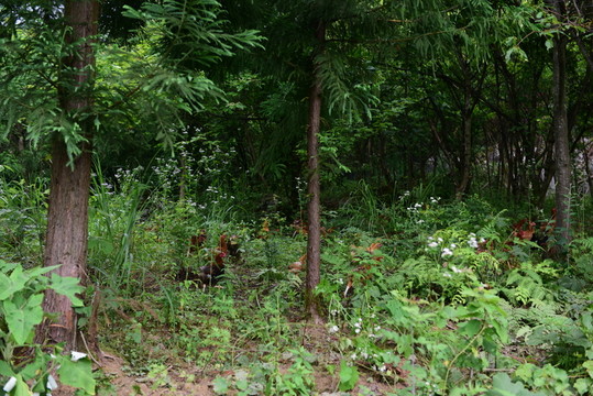 山雞散養(yǎng)