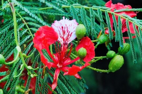 鳳凰花
