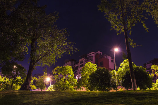 公園樹(shù)木夜景