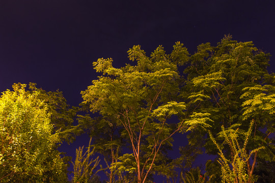 公園樹(shù)木夜景