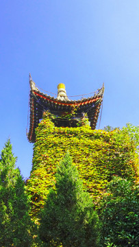 華清宮 亭子 爬山虎