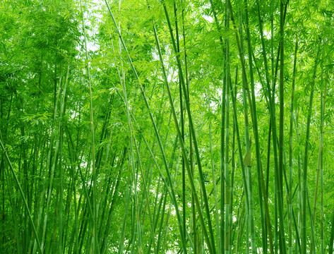 竹林