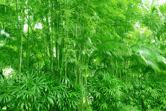 綠色植物背景