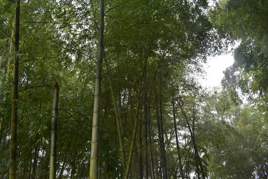 竹林
