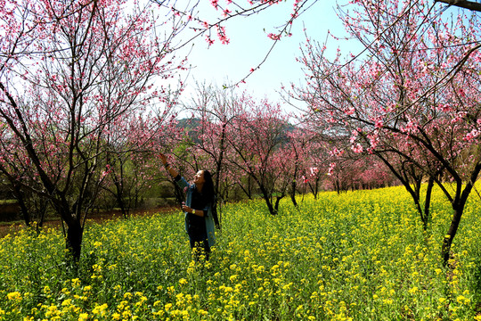 甘肅寧縣九龍川桃花盛開