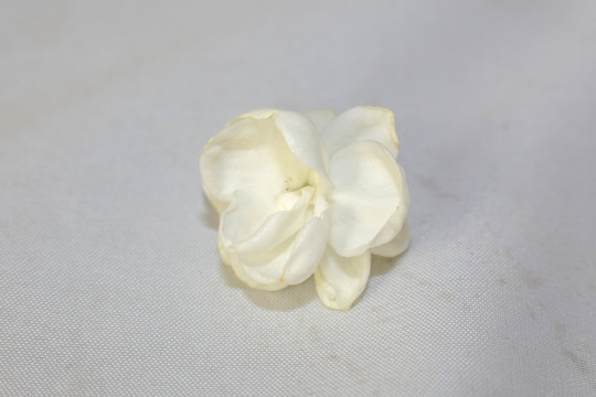 濃香茉莉花茶