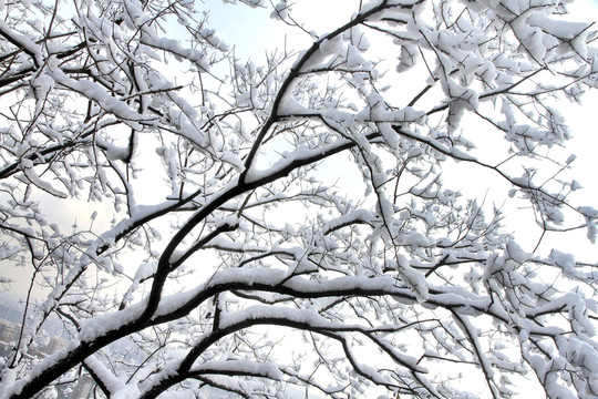 雪樹