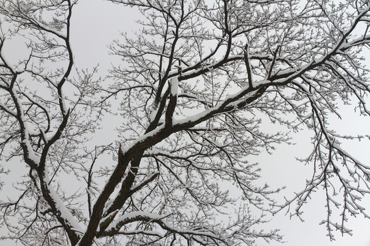 雪樹